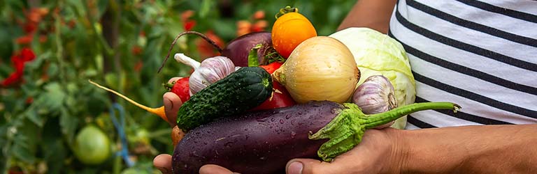 Setting up a family vegetable garden